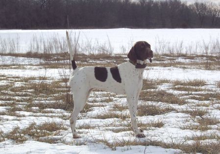 SHADOW'S FIDDLIN BELLE