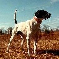 RU CH RAIL DANCER