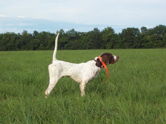 STARTED DOGS READY TO GO IN SEPT