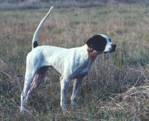 CH ROCK ACRE BLACKHAWK