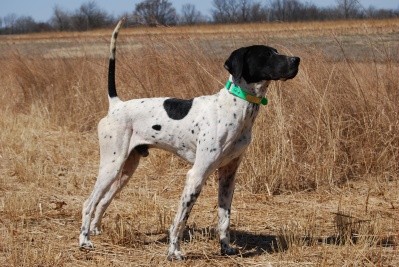 CH ERIN'S KENTUCKY GAMBLER