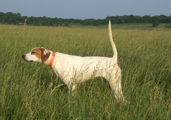 HANNS'S FIRST LITTER WITH SPIRIT