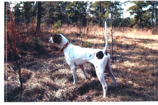CH ELHEW FIBBER MCGEE