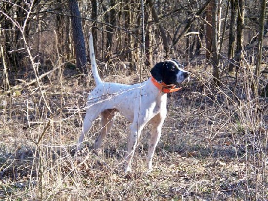 BOONE