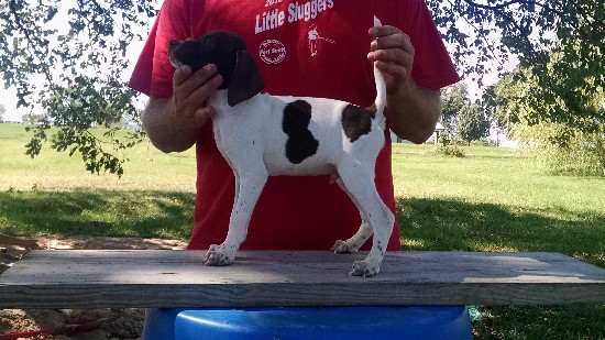 HONKY TONK HANK