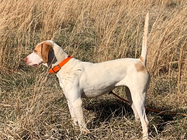 COPPER'S SILVER PENNY