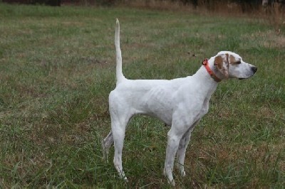 PINEHILL ELHEW SHOW GIRL