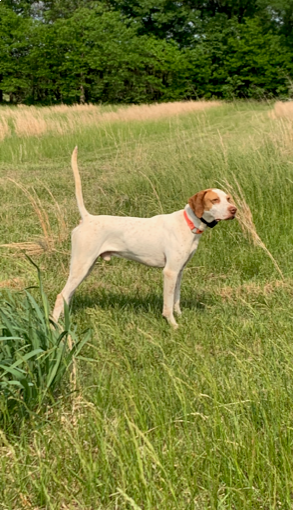 COPPER'S LITTLE HANK