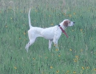 PRAIRIE ELHEW WINDY
