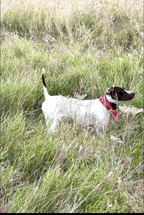 GUARD RAIL DOTTIE