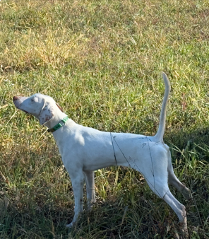 ERIN'S GREY STUART